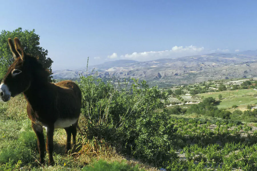 Karpaz, Dipkarpaz, Kıbrıs